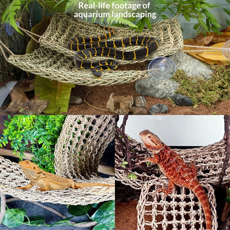 เถาวัลย์ป่าแบบยืดหยุ่นสำหรับสั - Snake Plant บทวิจารณ์และราคา