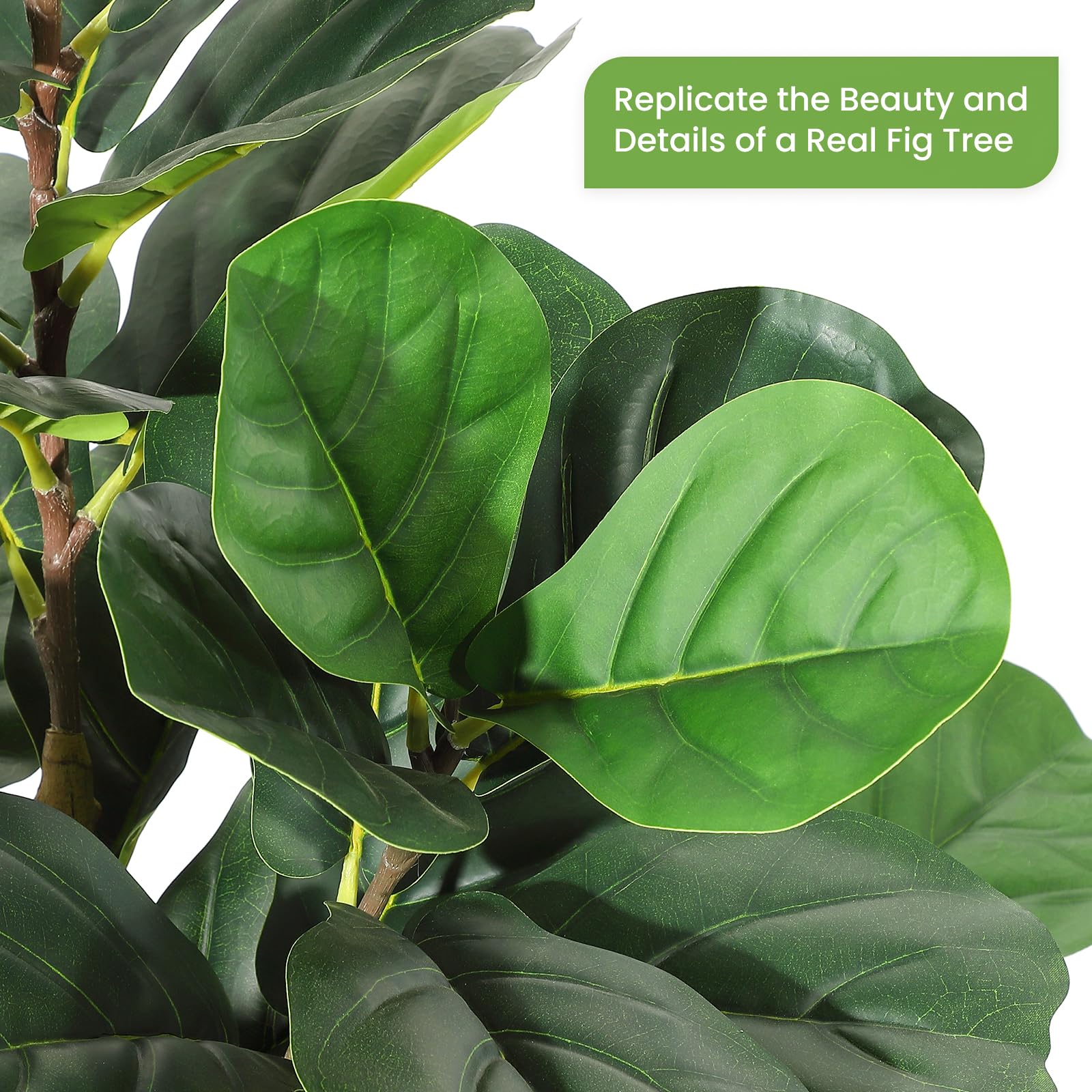 ต้นฟิกเลฟฟิลด์เทียม ขนาด 5/6/7 - Fiddle Leaf Fig บทวิจารณ์และราคา