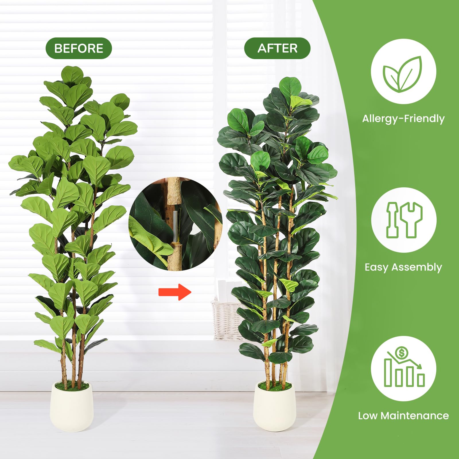ต้นฟิกเลฟฟิลด์เทียม ขนาด 5/6/7 - Fiddle Leaf Fig บทวิจารณ์และราคา