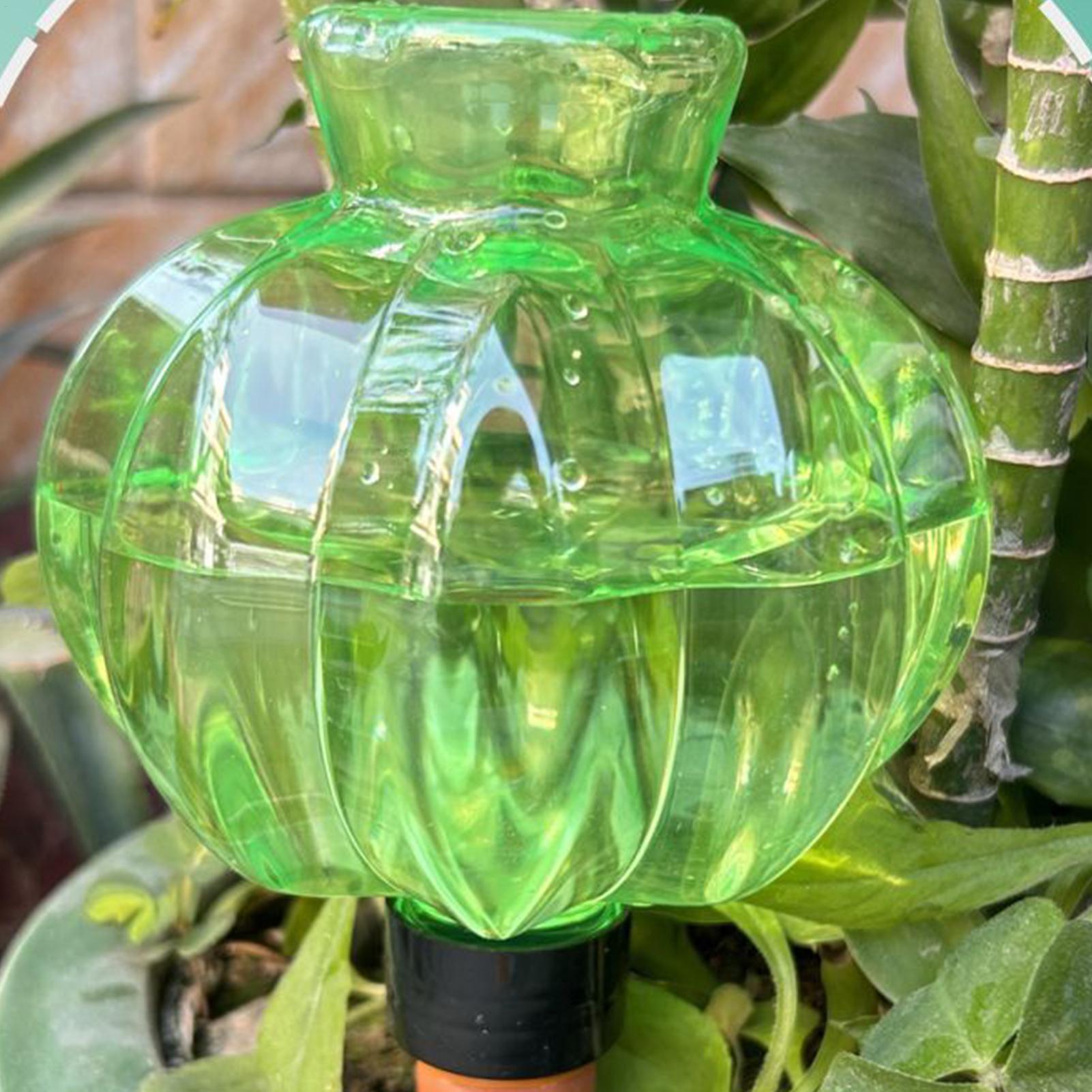 ลูกบอลรดน้ำต้นไม้ 17 ออนซ์ พร้ - Indoor Plants บทวิจารณ์และราคา
