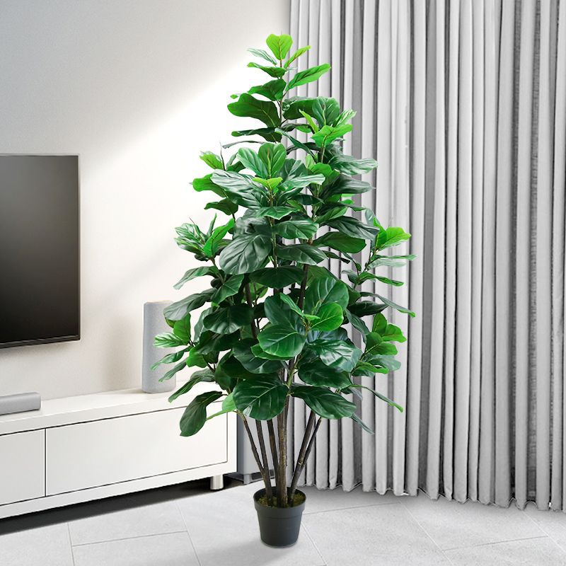 ต้นไม้เขตร้อนขนาด 35-150 ซม. ต - Fiddle Leaf Fig บทวิจารณ์และราคา