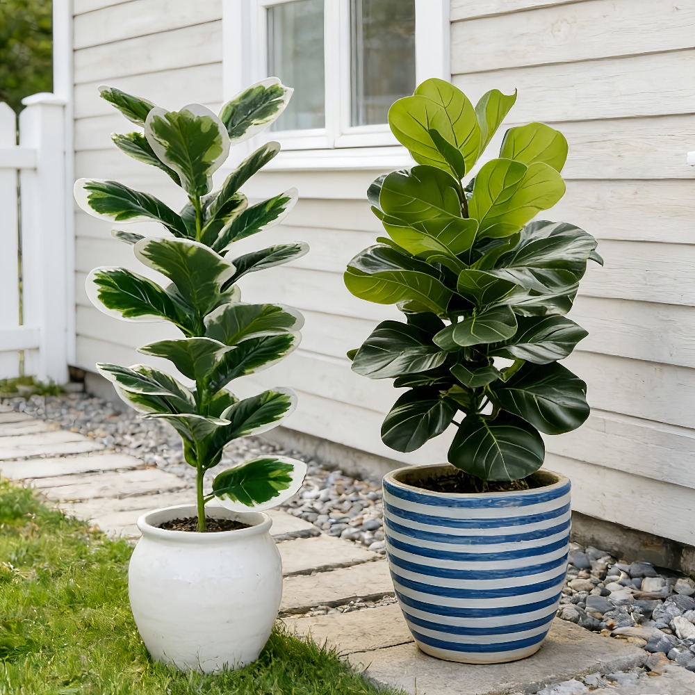 ต้นไทรประดิษฐ์สำหรับตกแต่งภายน - Fiddle Leaf Fig บทวิจารณ์และราคา